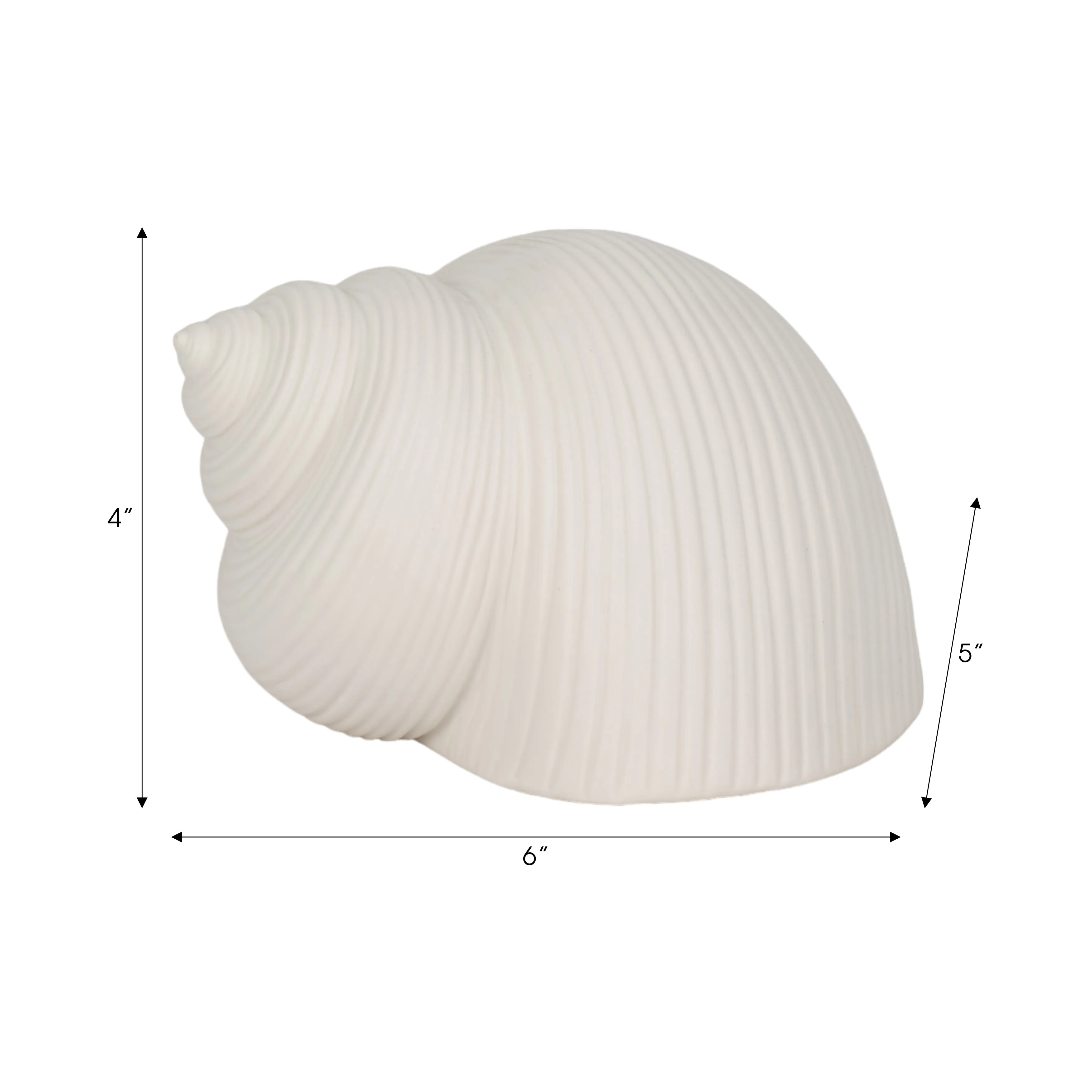 6" Bonnet Seashell, White